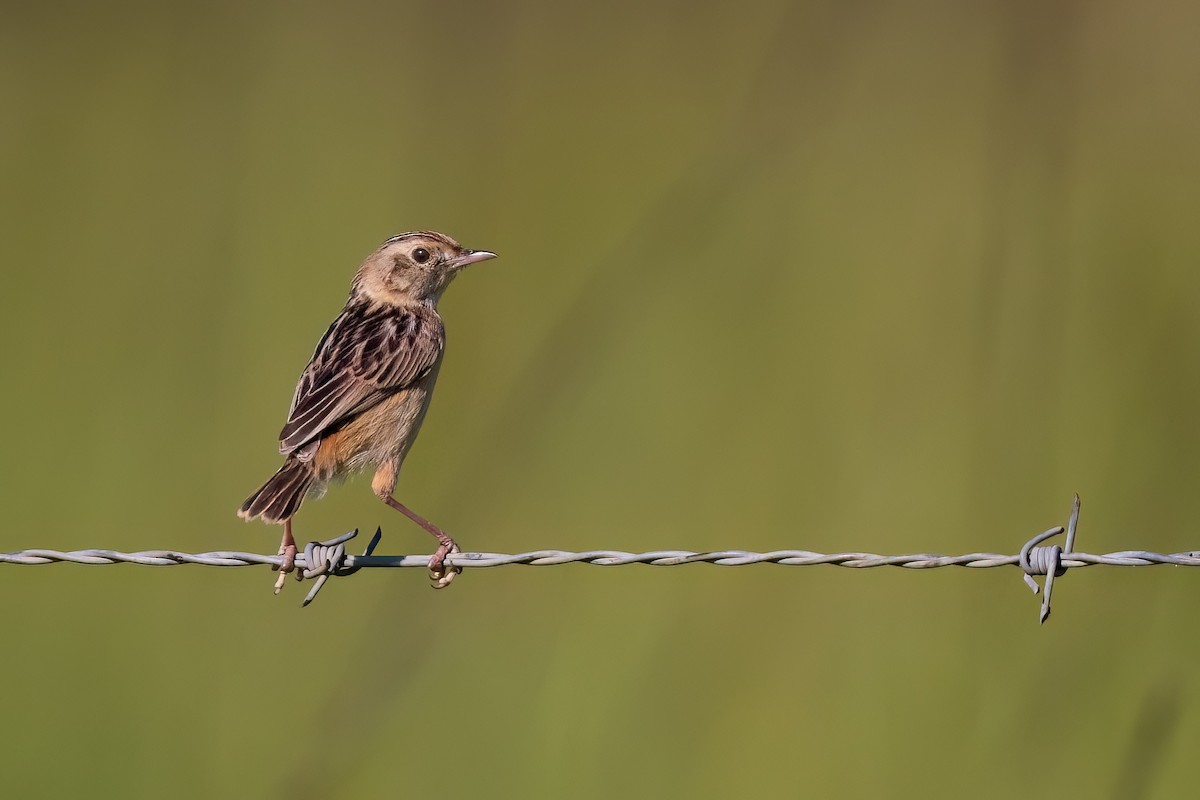 Cisticole gratte-nuage (groupe ayresii) - ML641071707