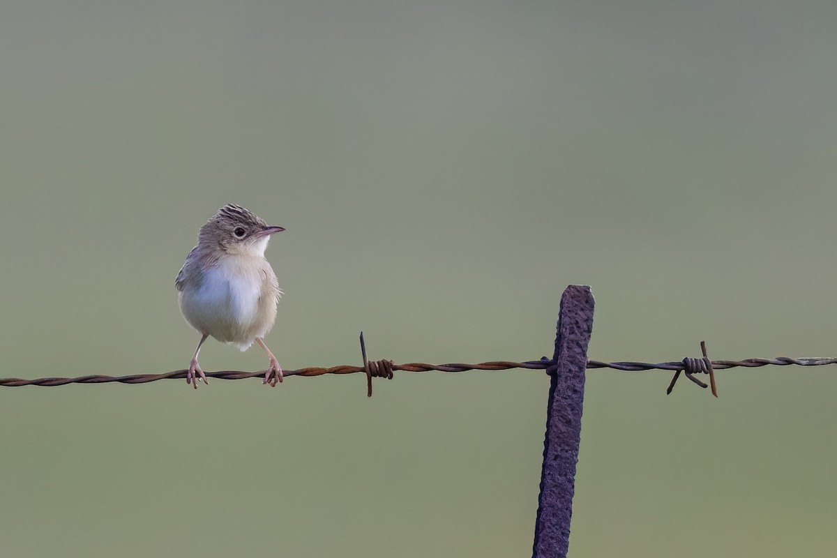 Cisticole gratte-nuage (groupe ayresii) - ML641071708