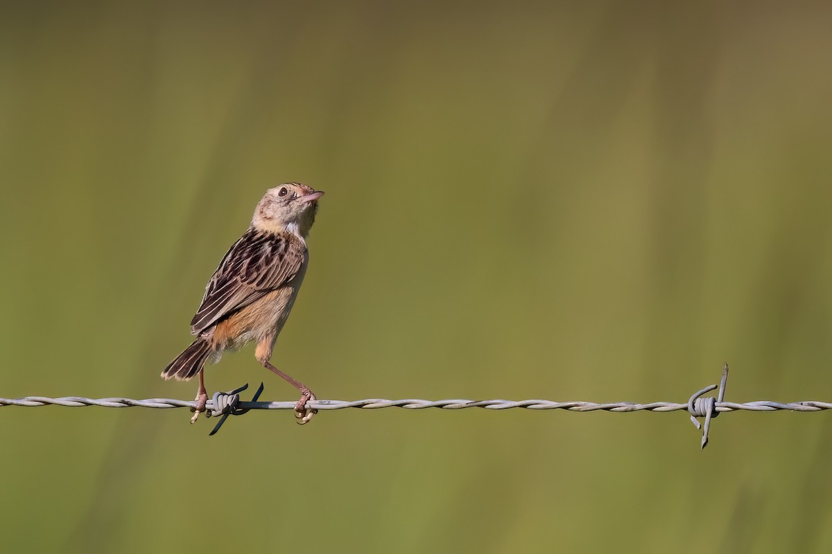 Cisticole gratte-nuage (groupe ayresii) - ML641071709