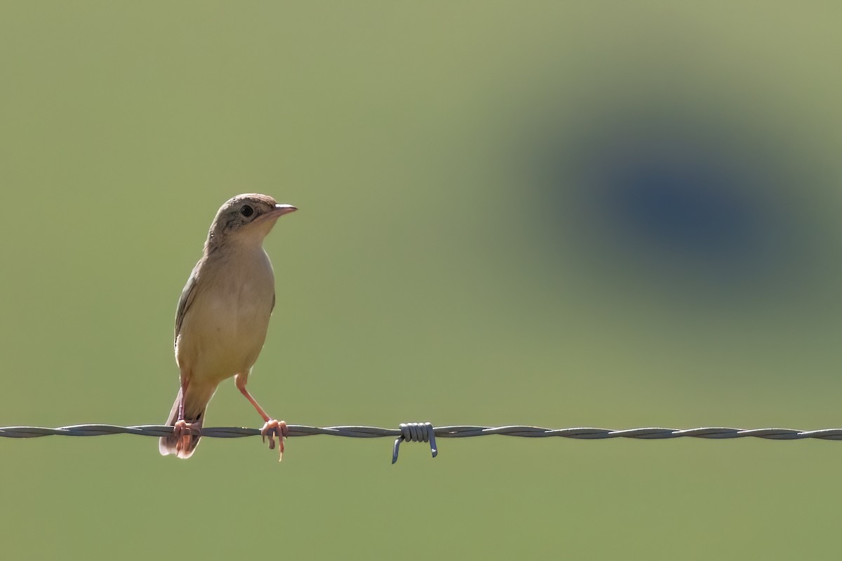 Cisticole gratte-nuage (groupe ayresii) - ML641071710