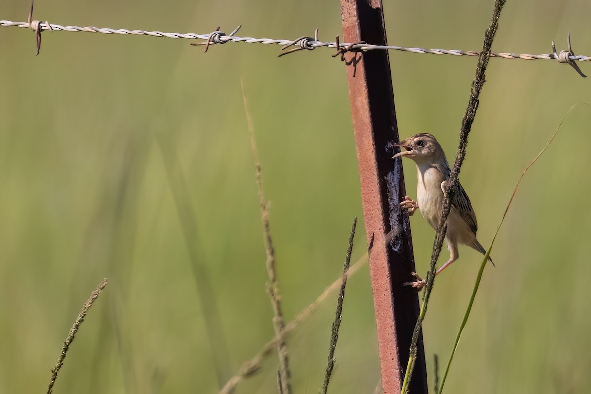 Cisticole gratte-nuage (groupe ayresii) - ML641071711