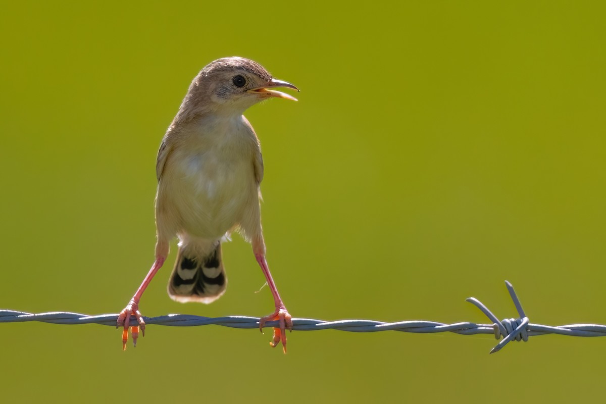 Cisticole gratte-nuage (groupe ayresii) - ML641071712