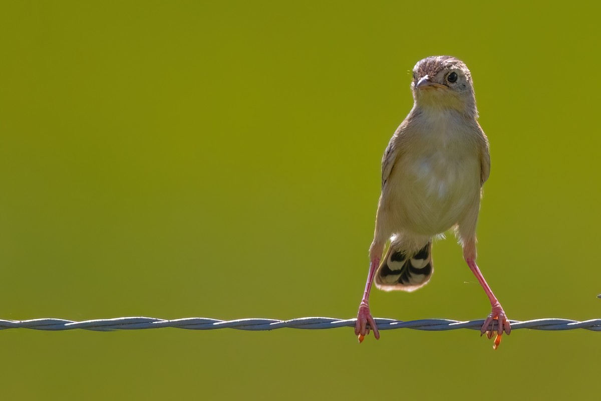 Cisticole gratte-nuage (groupe ayresii) - ML641071713