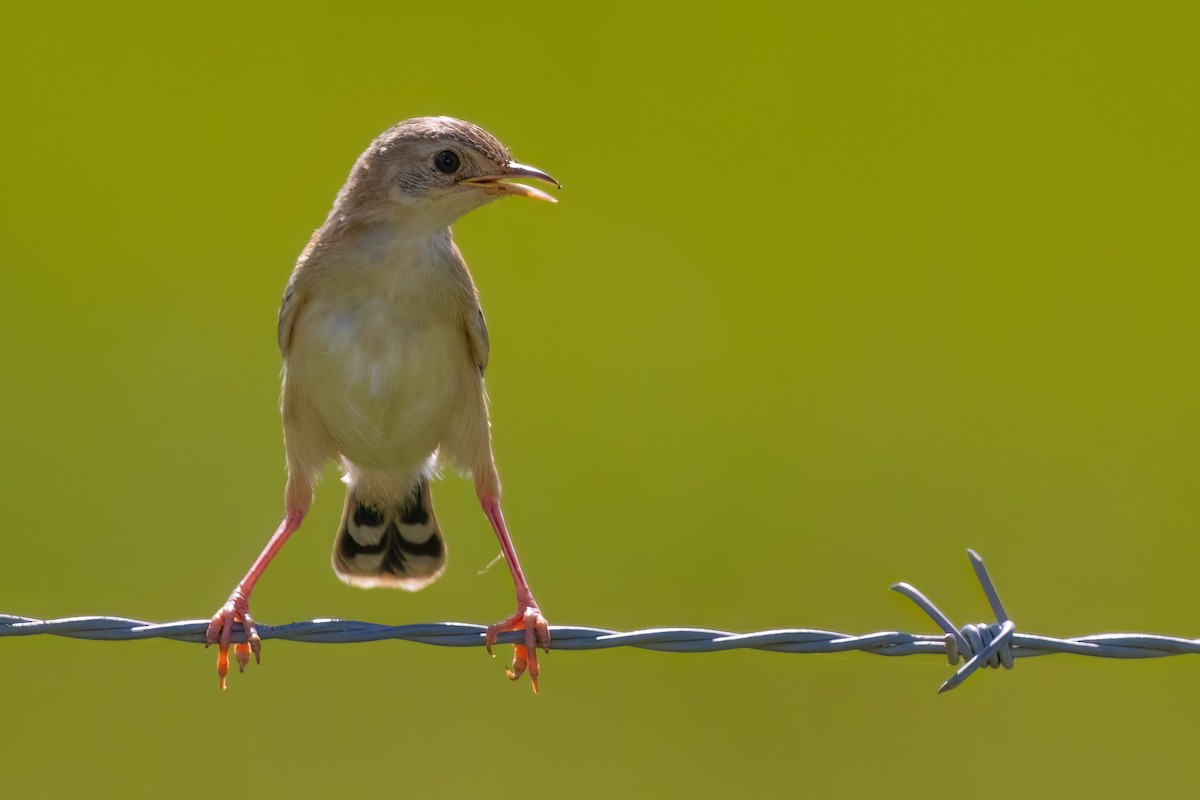 Cisticole gratte-nuage (groupe ayresii) - ML641071714