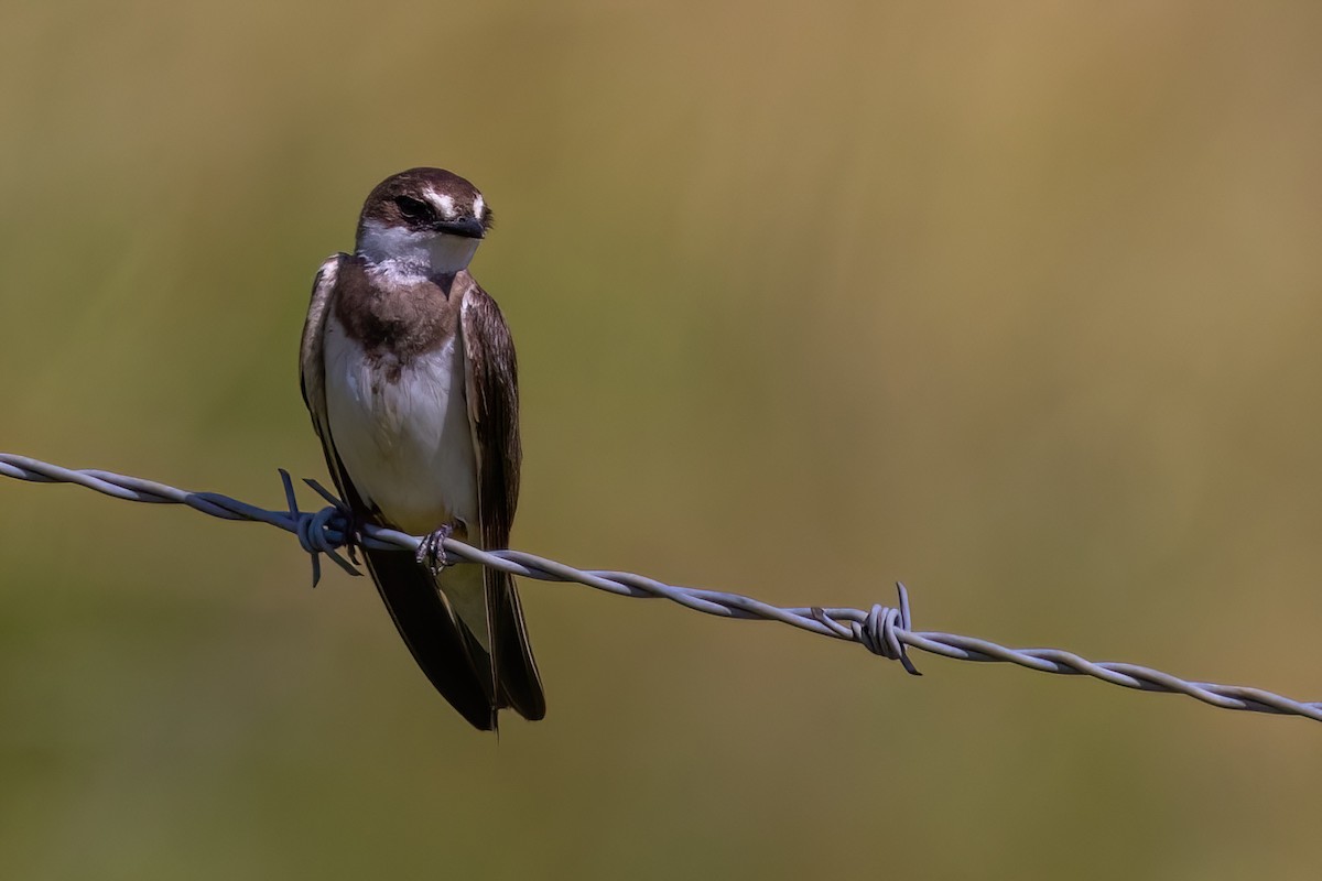 Banded Martin - ML641071721