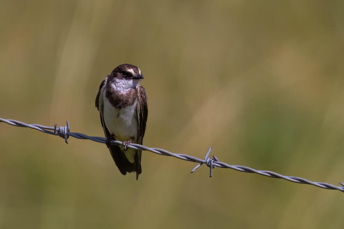 Banded Martin - ML641071722
