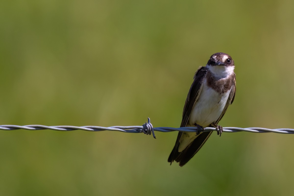 Banded Martin - ML641071723