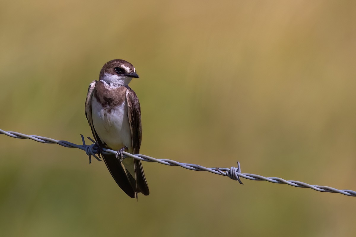 Banded Martin - ML641071724