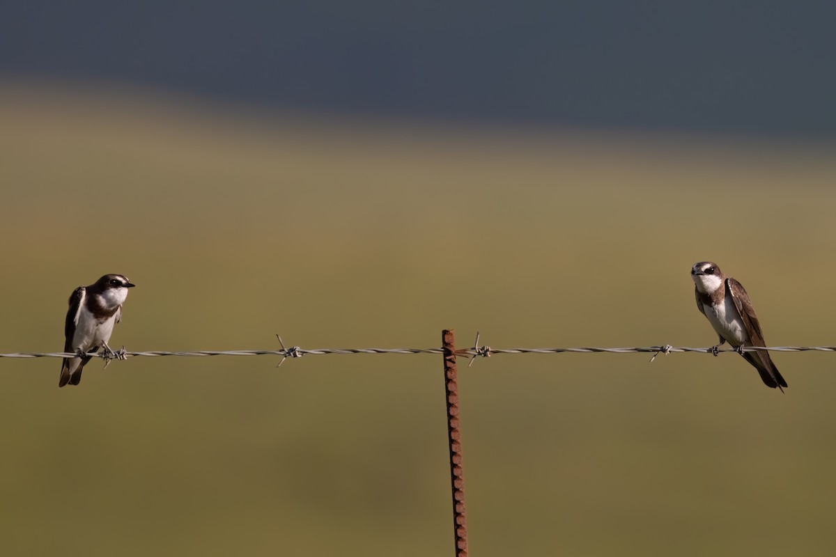 Banded Martin - ML641071726