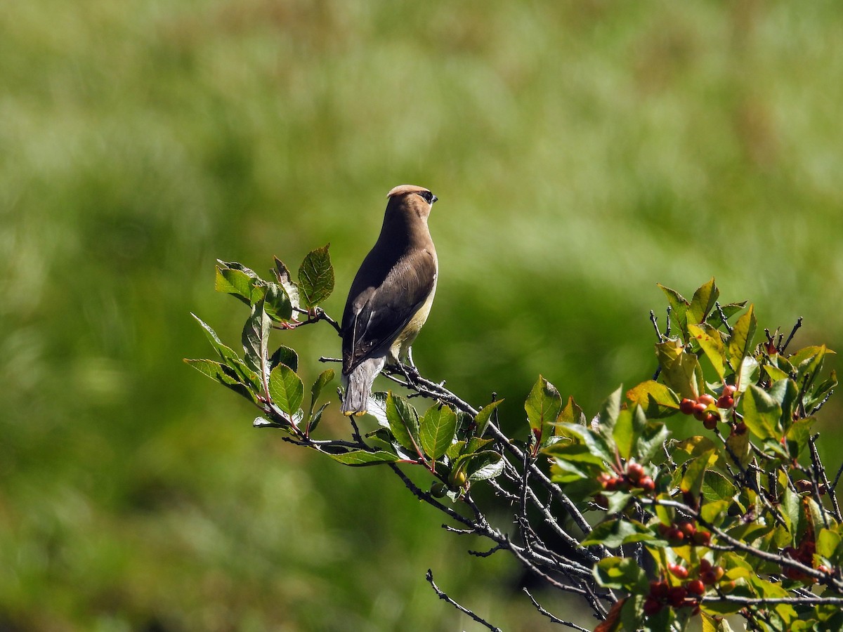 Cedar Waxwing - ML641071759