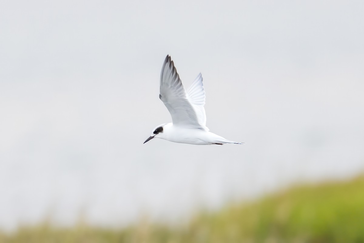 Forster's Tern - ML641071810