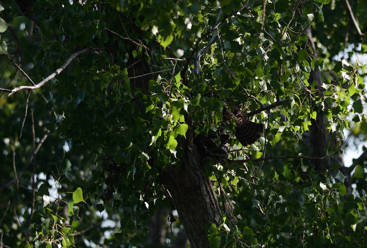 Red-shouldered Hawk - ML641071818