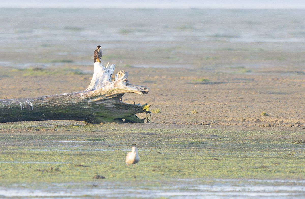 Peregrine Falcon - ML641071833