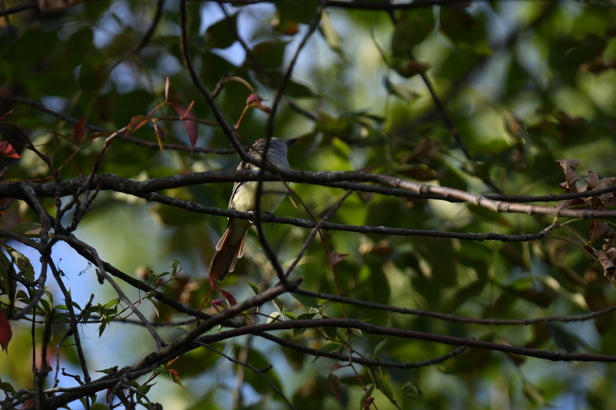 Great Crested Flycatcher - ML641071846