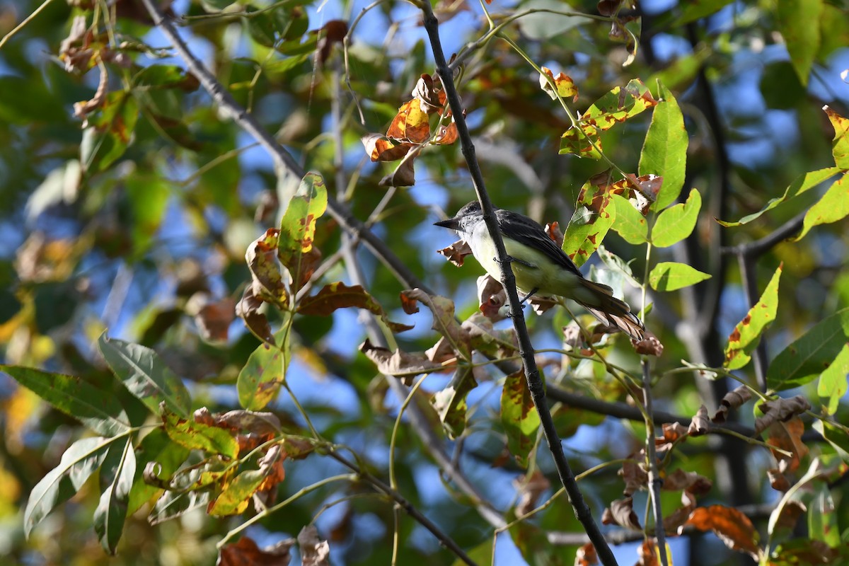 Great Crested Flycatcher - ML641071859