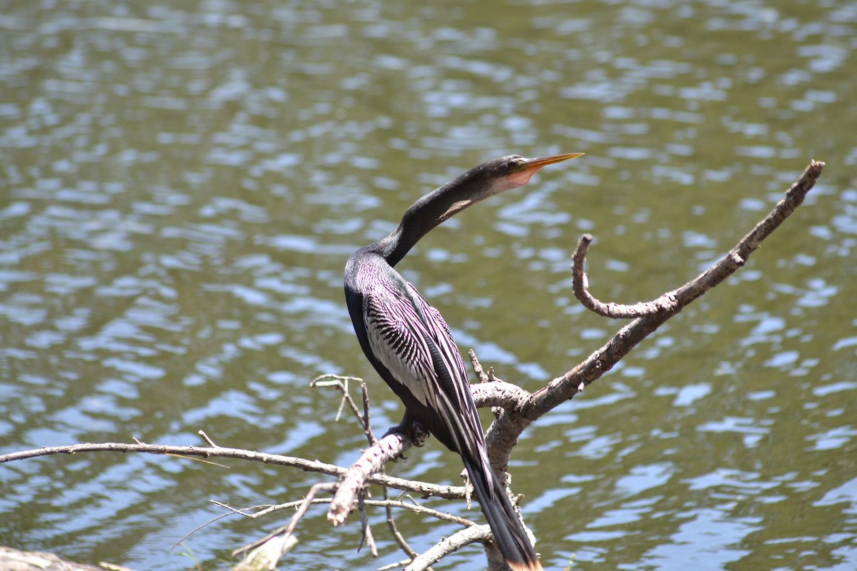 Anhinga - ML641071869