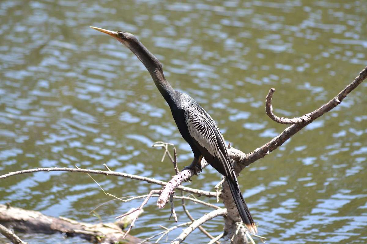 Anhinga - ML641071870