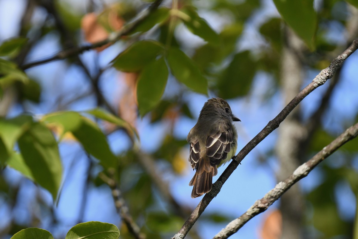 Great Crested Flycatcher - ML641071885