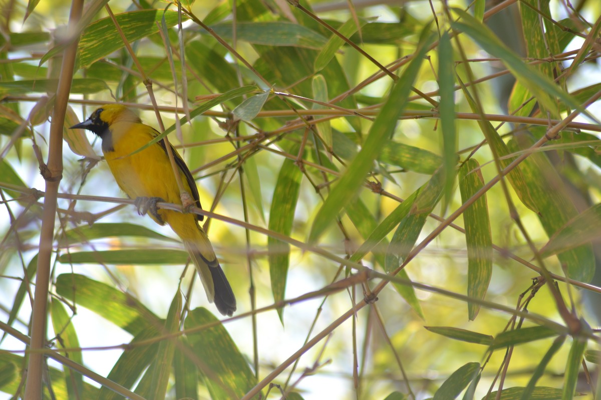 Yellow-tailed Oriole - ML641071909