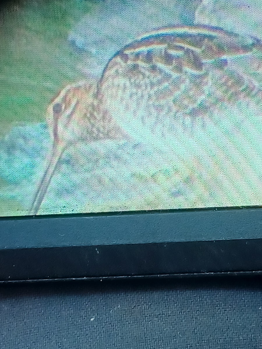 Wilson's Snipe - ML641071910