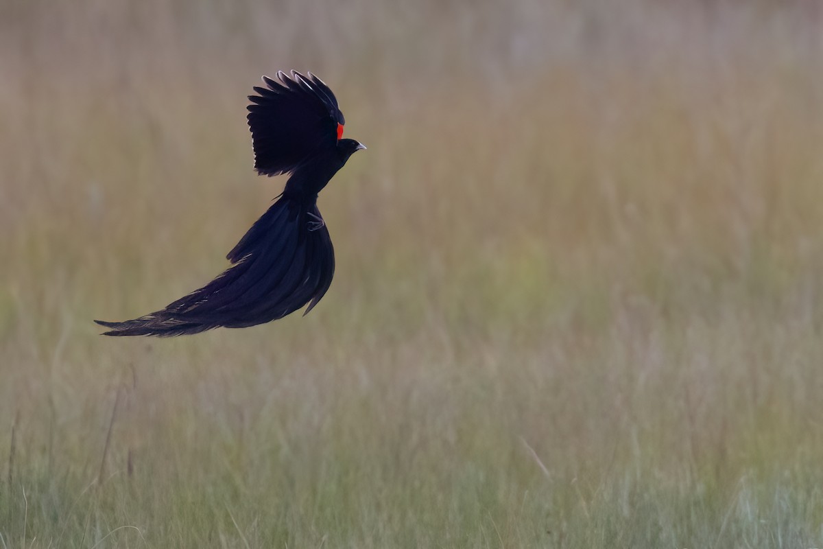 Long-tailed Widowbird - ML641071944