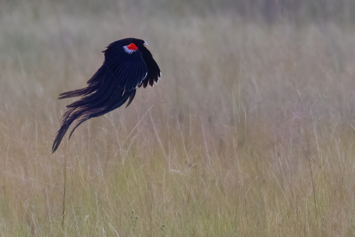 Long-tailed Widowbird - ML641071945