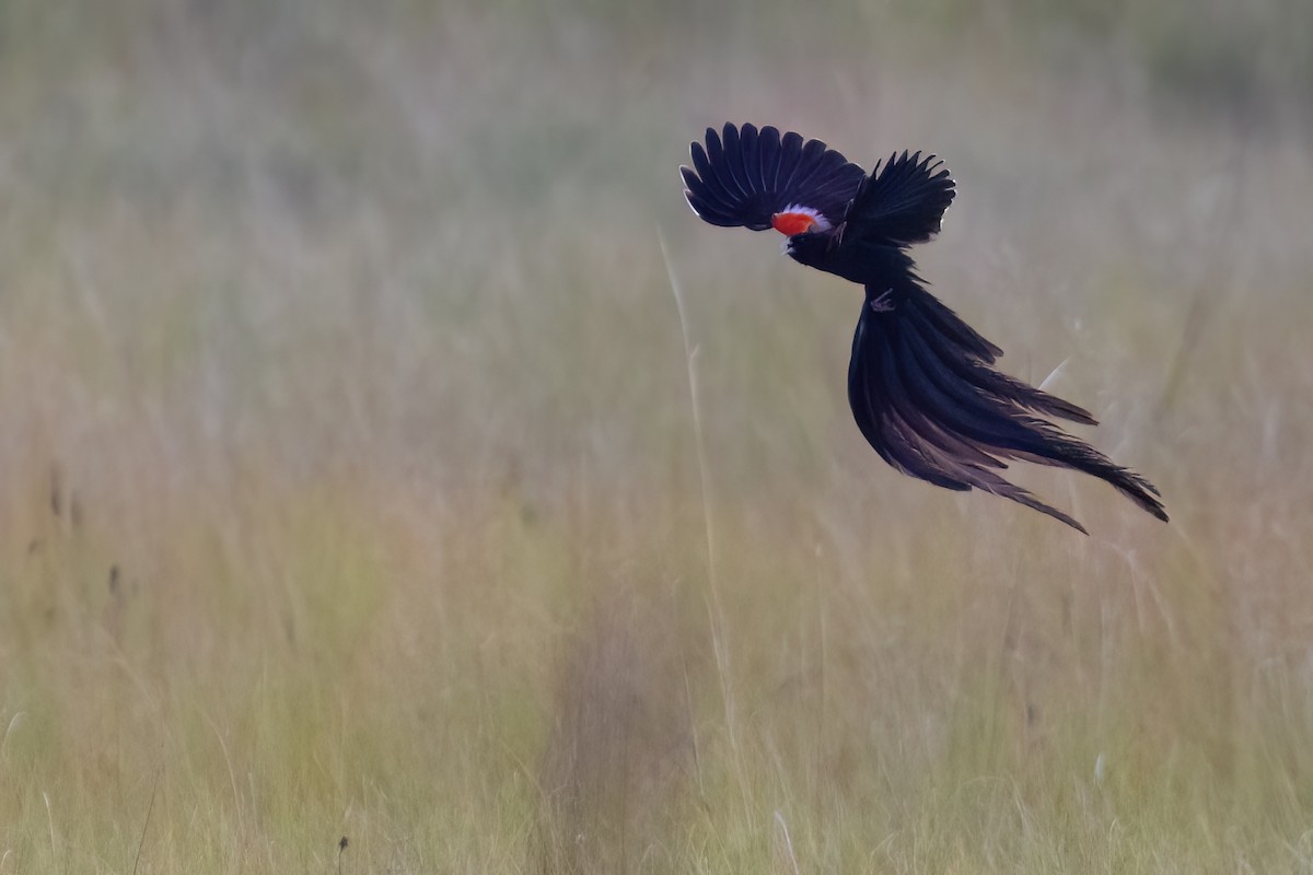 Long-tailed Widowbird - ML641071946
