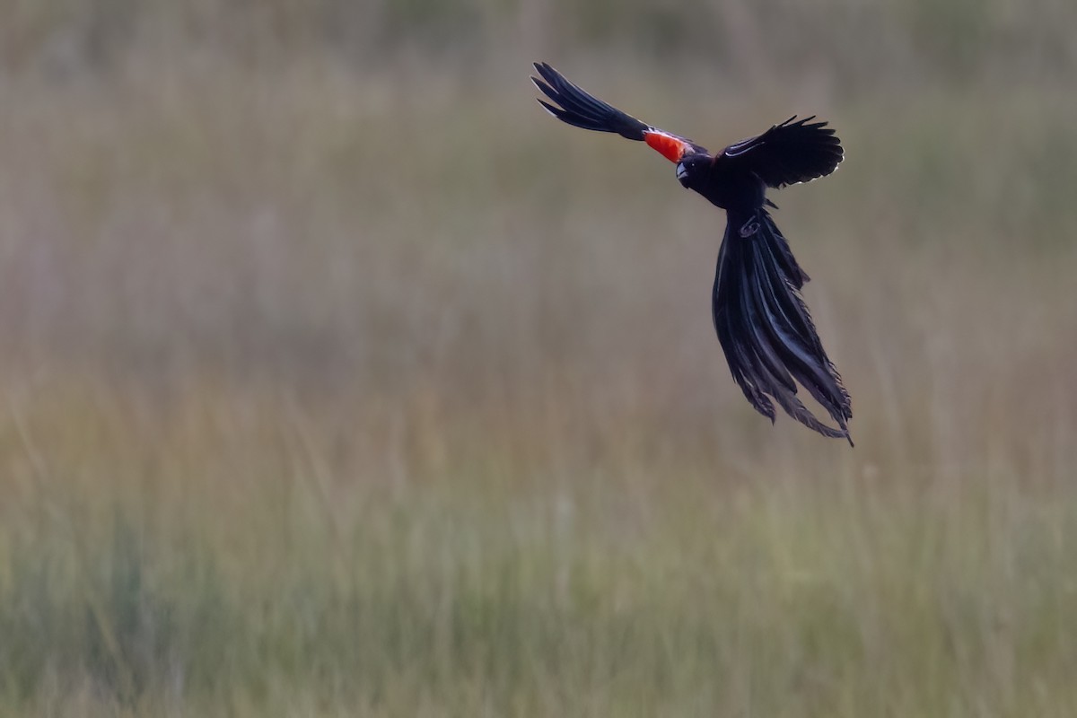Long-tailed Widowbird - ML641071947