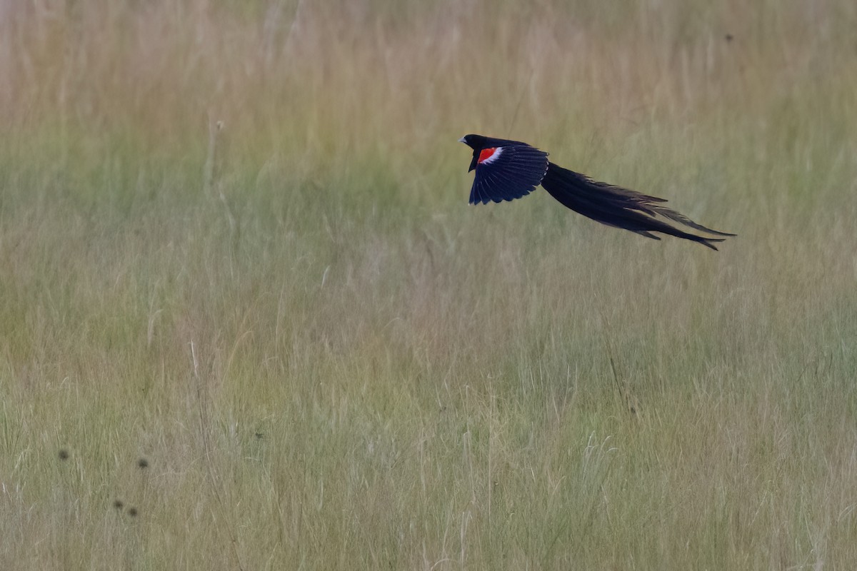 Long-tailed Widowbird - ML641071948