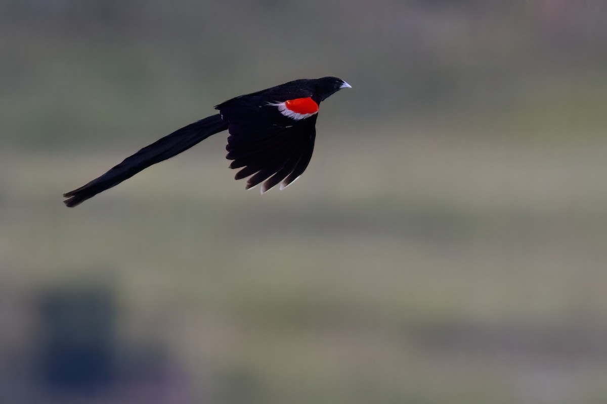 Long-tailed Widowbird - ML641071949