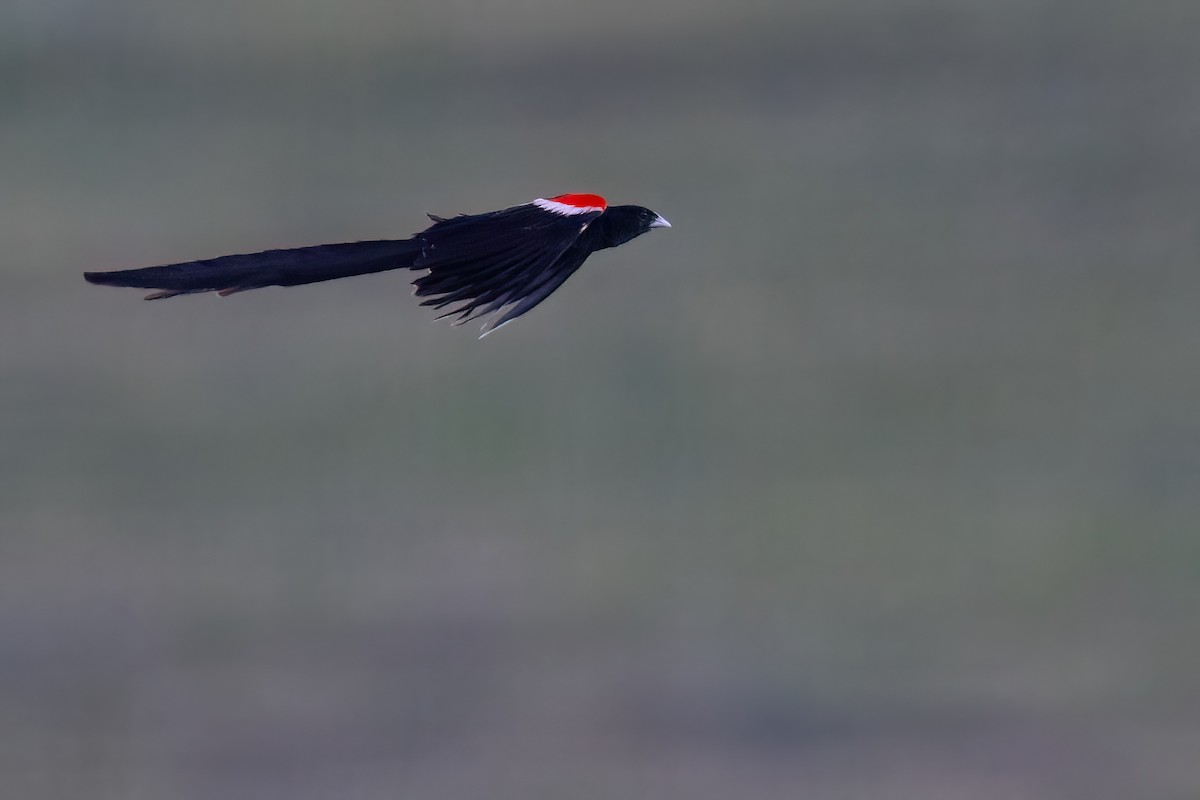 Long-tailed Widowbird - ML641071950