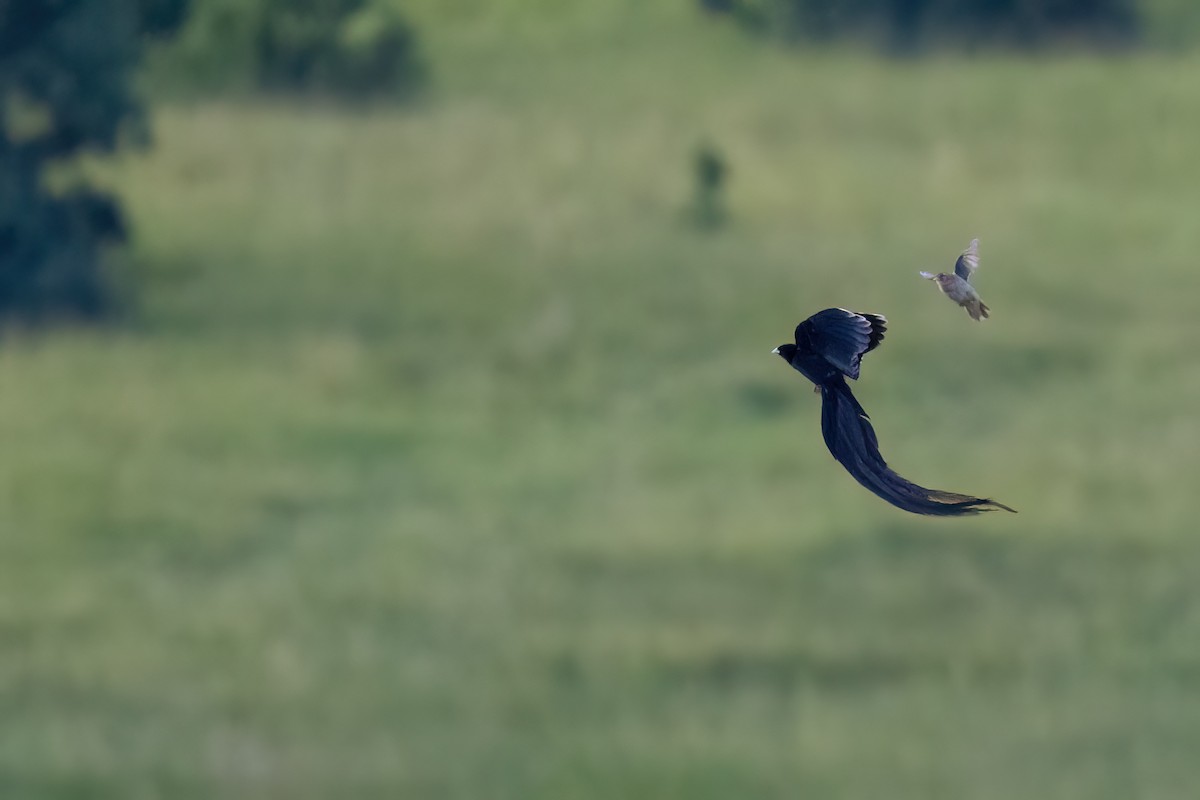Long-tailed Widowbird - ML641071951
