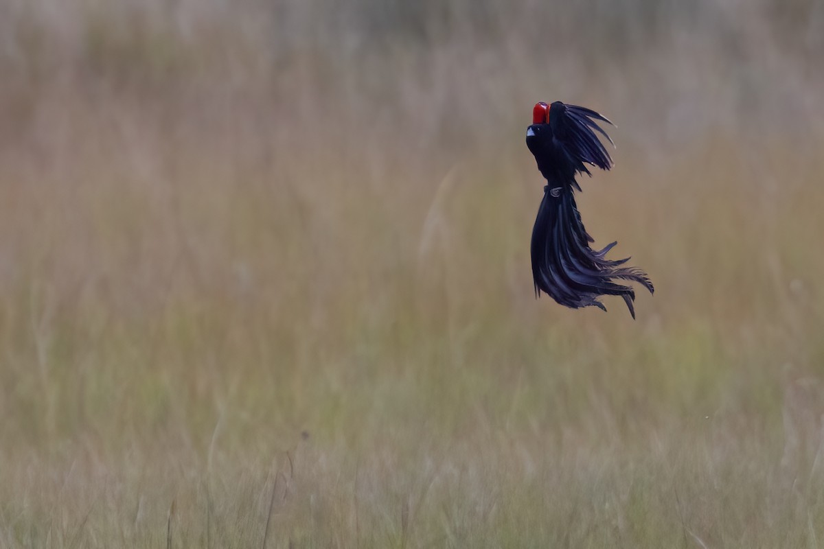 Long-tailed Widowbird - ML641071952