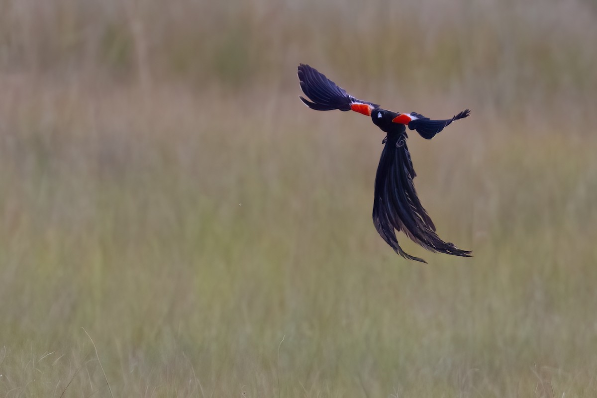 Long-tailed Widowbird - ML641071953