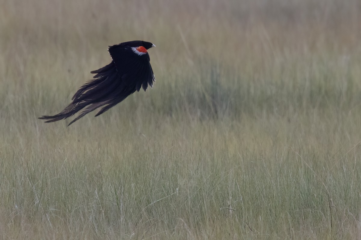 Long-tailed Widowbird - ML641071954