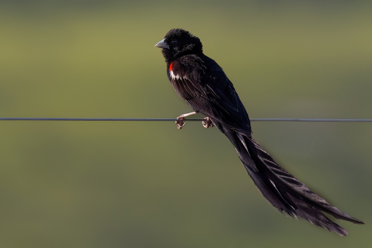 Long-tailed Widowbird - ML641071955