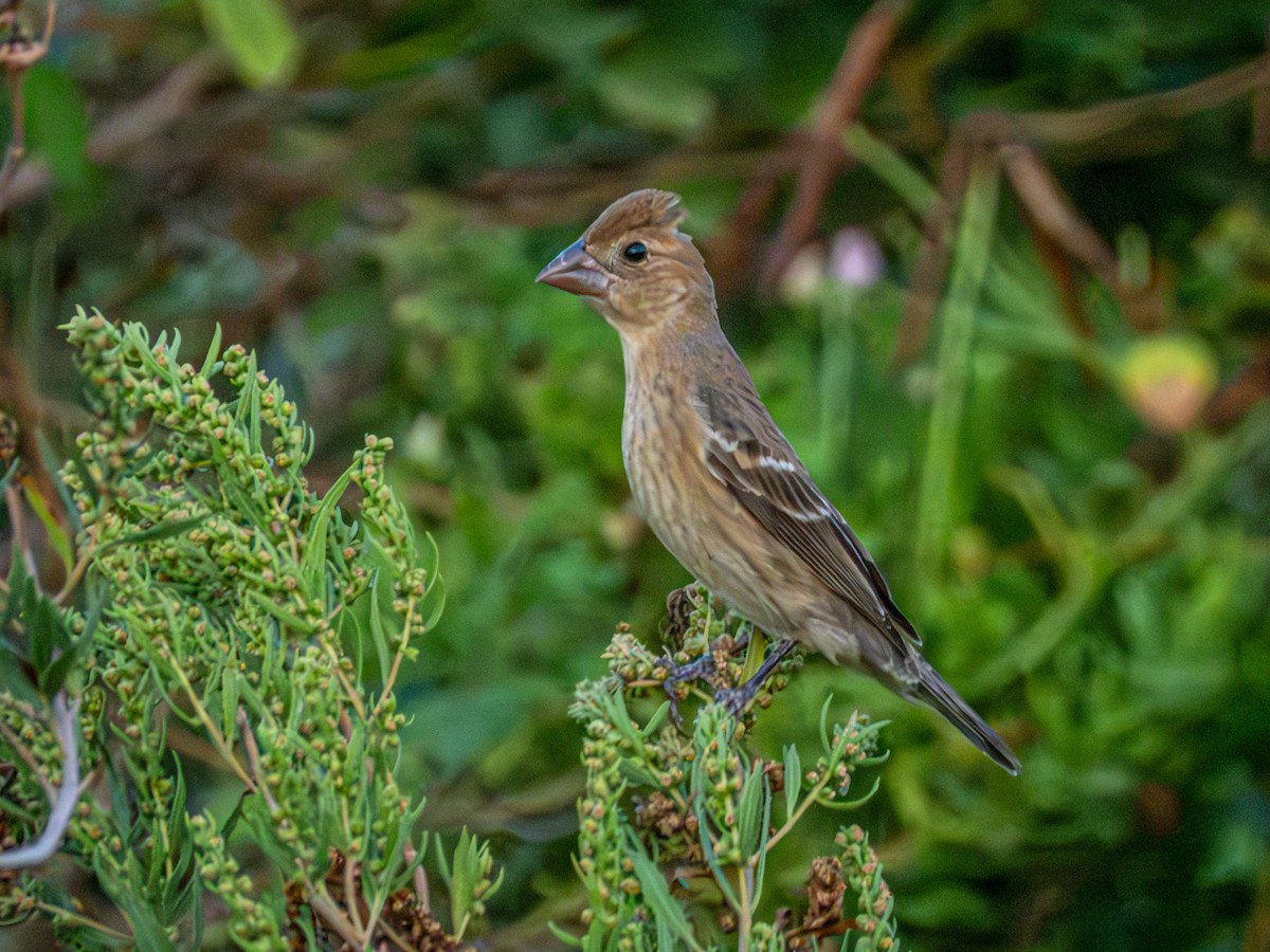 Blue Grosbeak - ML641071971