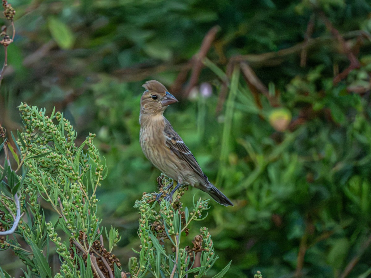 Blue Grosbeak - ML641071973