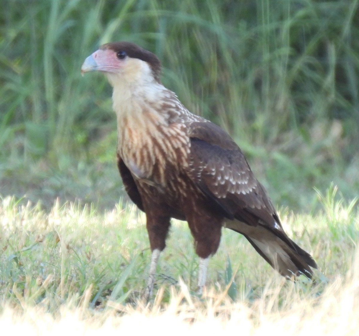 Crested Caracara (Northern) - ML641071975