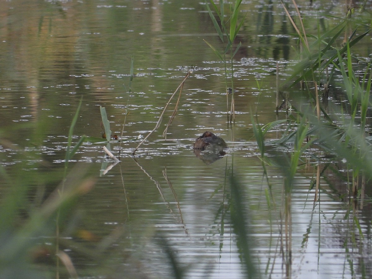 Little Grebe - ML641071987