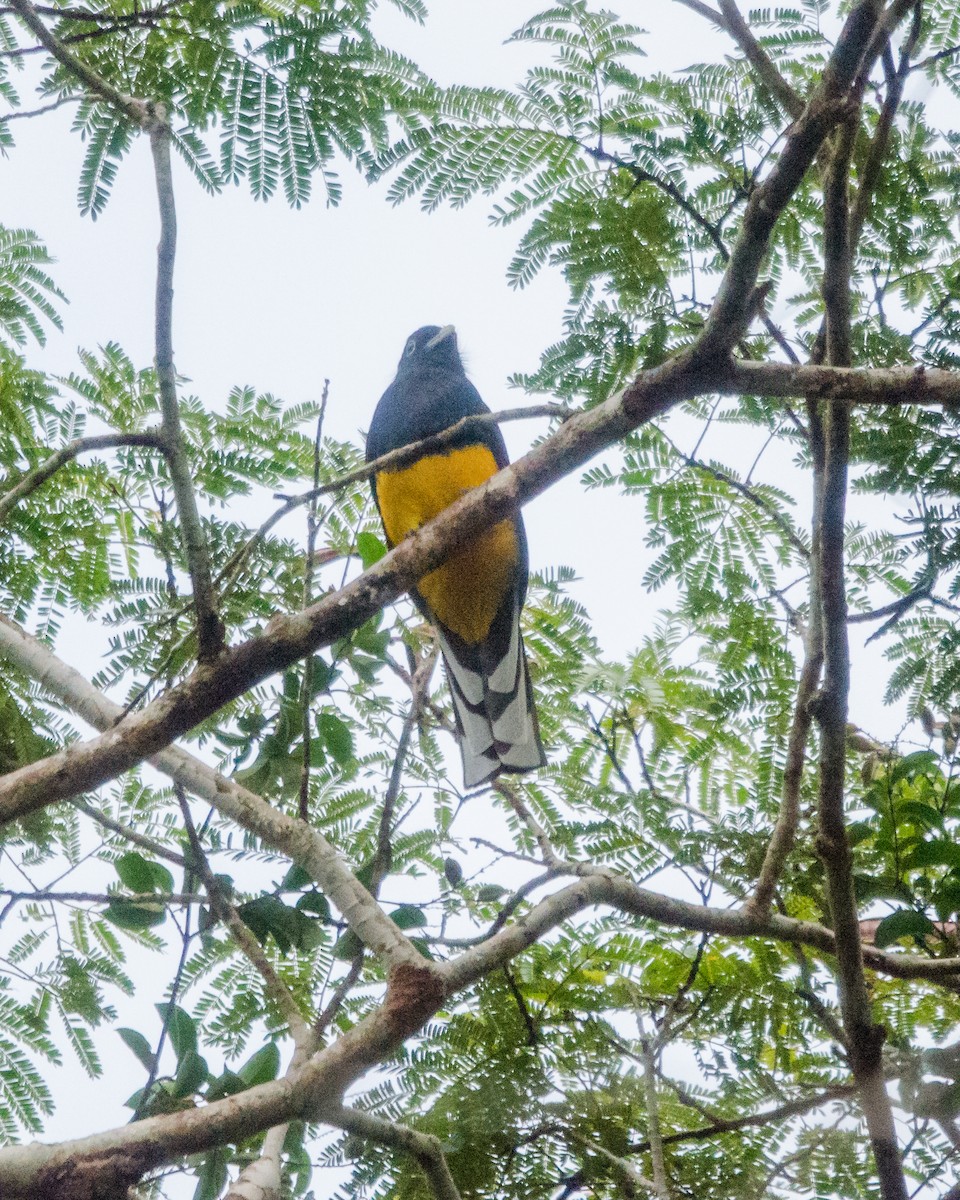 Green-backed Trogon - ML641072040