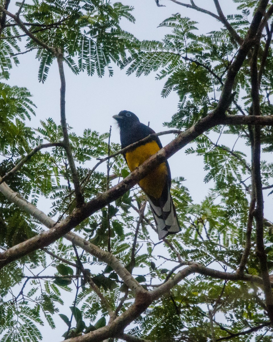 Green-backed Trogon - ML641072041