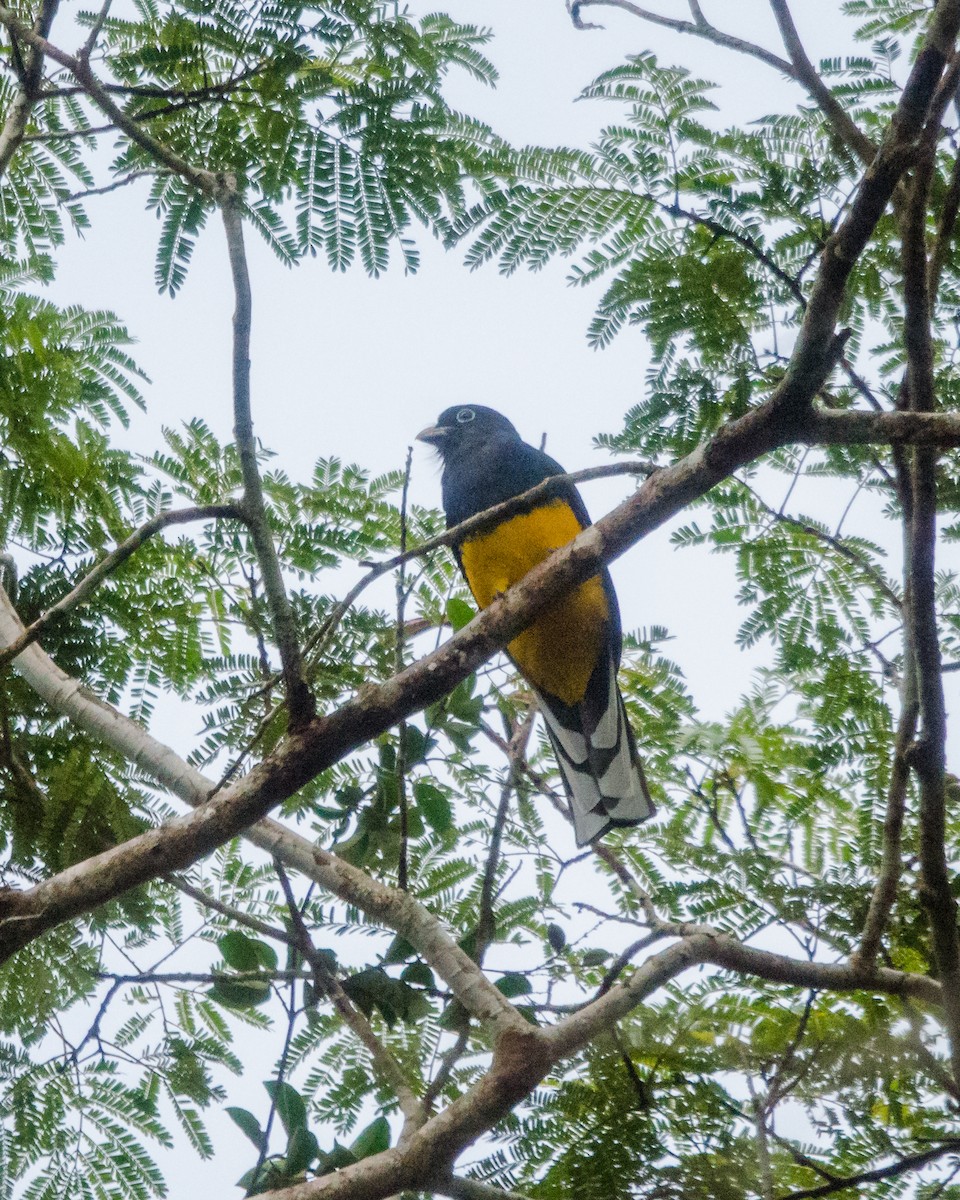 Green-backed Trogon - ML641072042