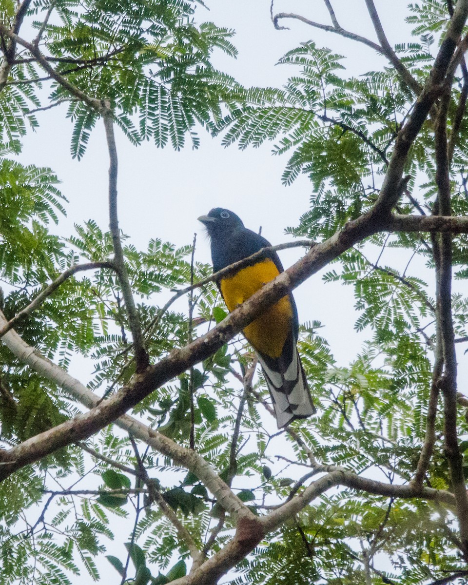 Green-backed Trogon - ML641072045