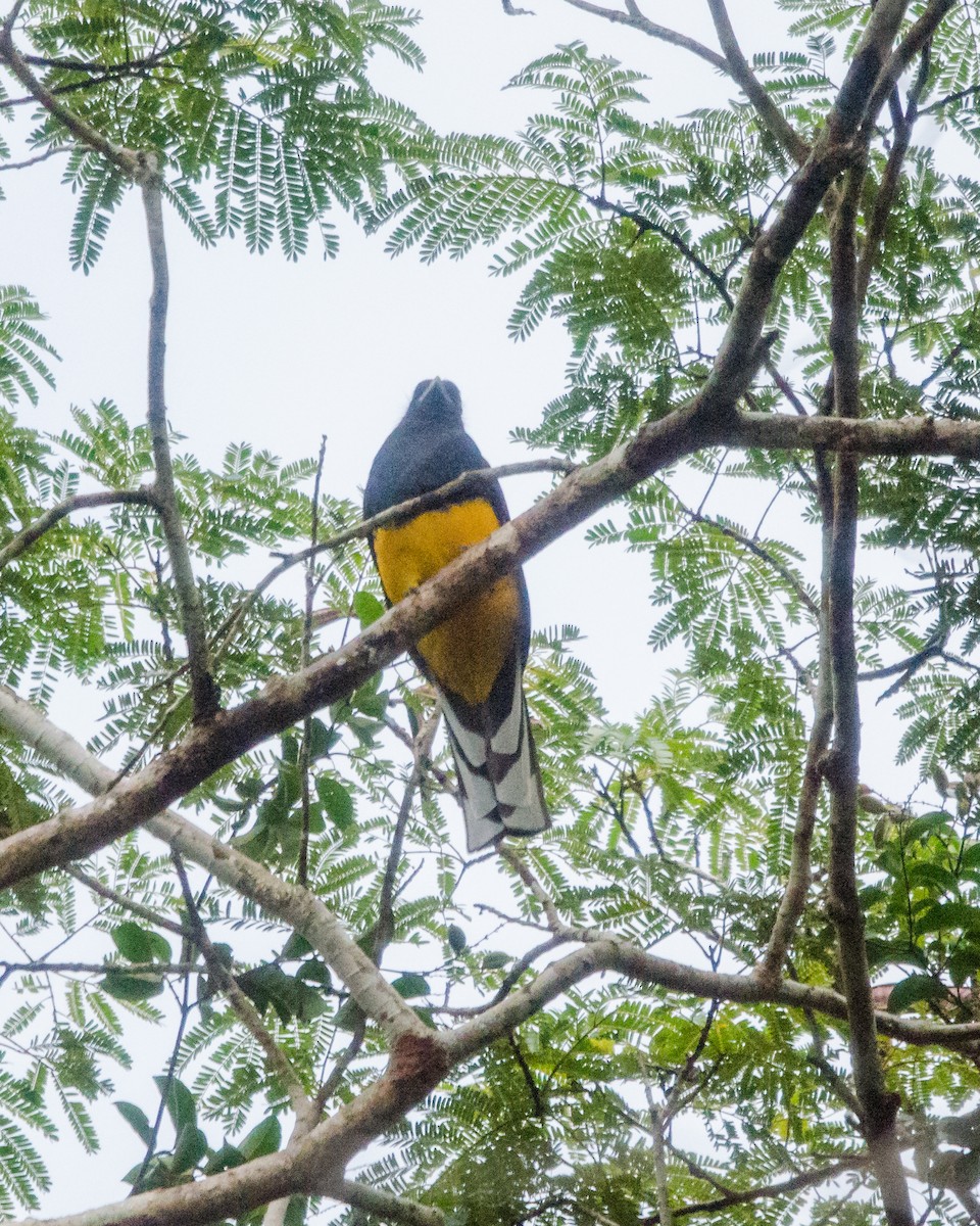 Green-backed Trogon - ML641072046