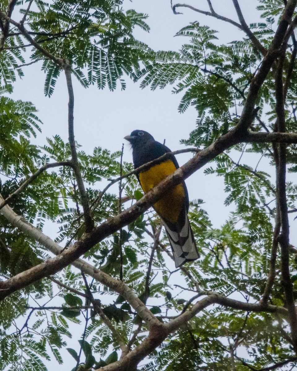 Green-backed Trogon - ML641072048