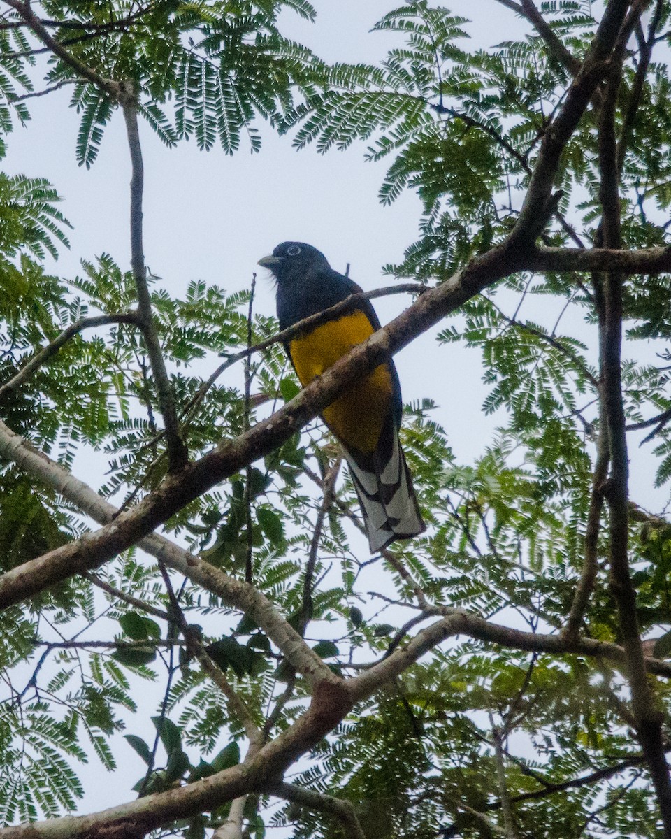 Green-backed Trogon - ML641072049