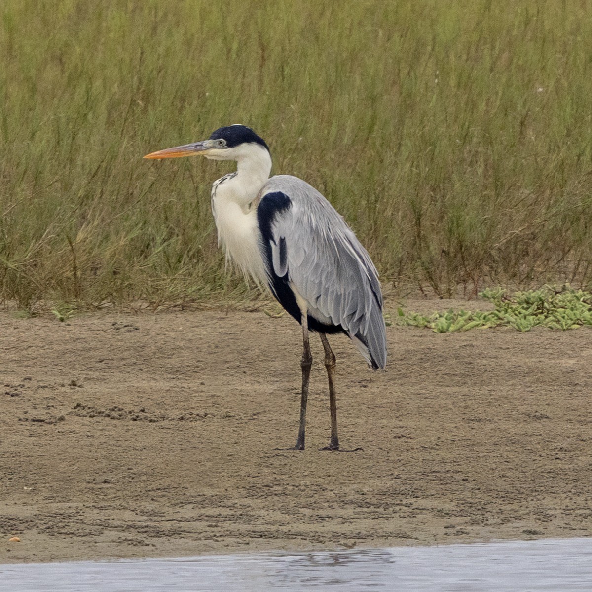 Cocoi Heron - ML641072084