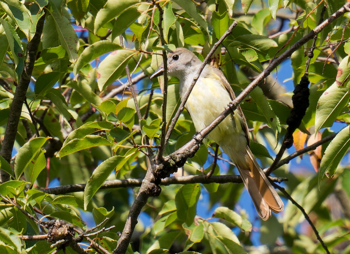 Great Crested Flycatcher - ML641072129