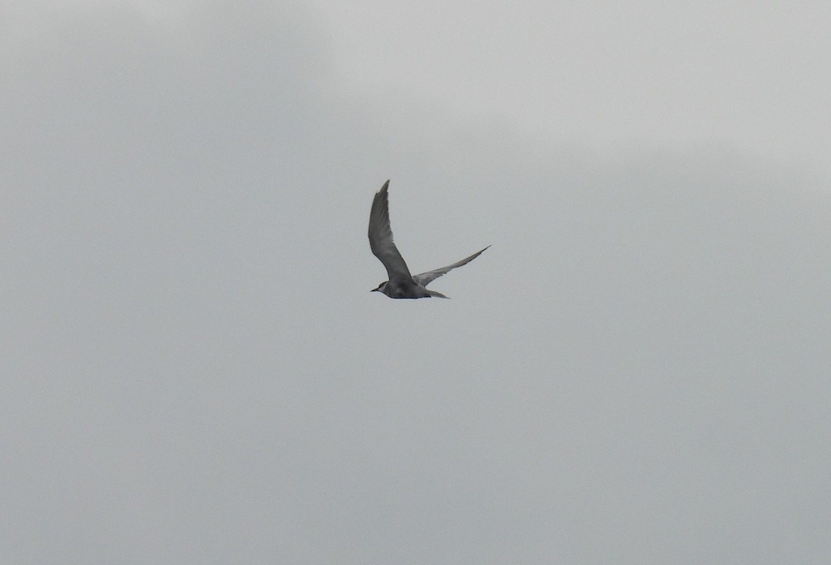 Whiskered Tern - ML641072164